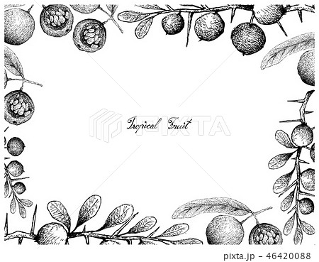 Hand Drawn Frame of Hydnocarpus Anthelminthicus an 46420088