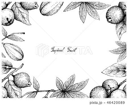 Hand Drawn Frame of Lemon Guava and Jaracatia Frui 46420089