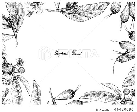 Hand Drawn Frame of Tropical Fruits Background 46420090