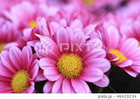 菊 キク 菊の花 46420234