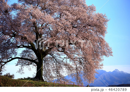 日本の風景 春 桜 王仁塚の一本桜 日本の風景 春 桜 王仁塚の一本桜 46420789