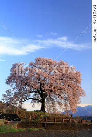 日本の風景 春 桜 王仁塚の一本桜 日本の風景 春 桜 王仁塚の一本桜 46420791