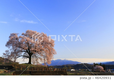 日本の風景 春 桜 王仁塚の一本桜 日本の風景 春 桜 王仁塚の一本桜 46420931