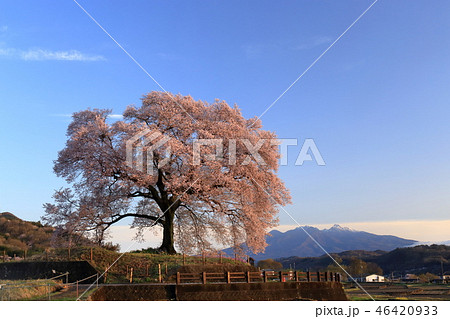 日本の風景 春 桜 王仁塚の一本桜 日本の風景 春 桜 王仁塚の一本桜 46420933