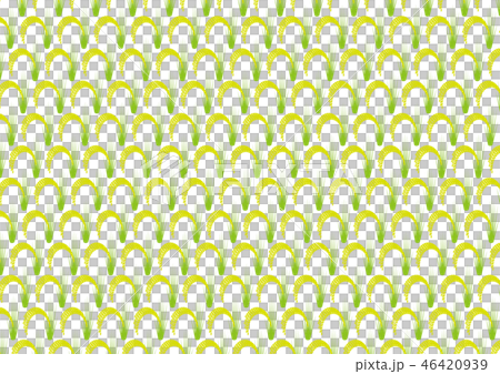 收穫前的稻田 46420939