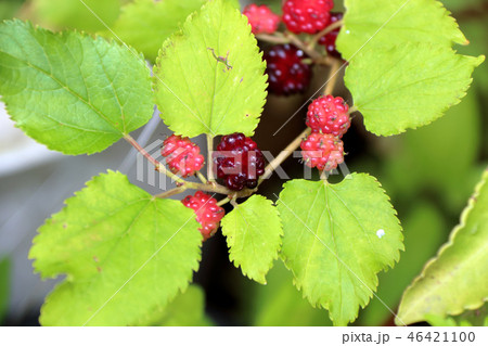 桑の実 桑の実 46421100