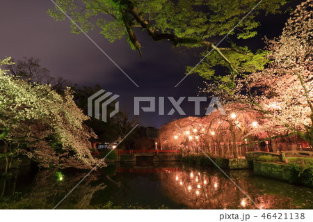 日本の風景 春 夜桜 三島大社 日本の風景 春 夜桜 三島大社 46421138