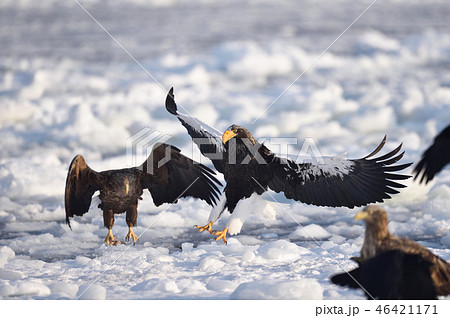 流氷上の鷲の群れ 北海道 羅臼 の写真素材