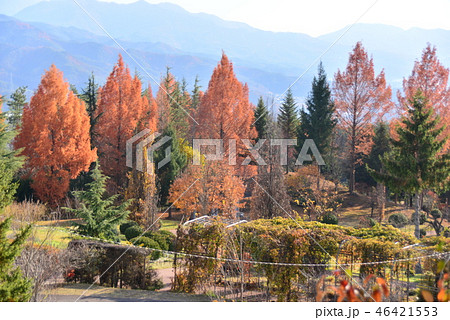 紅葉のメタセコイア 紅葉のメタセコイア 46421553