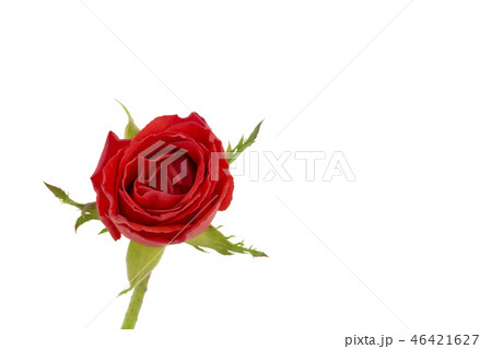red rose isolated on white background 46421627