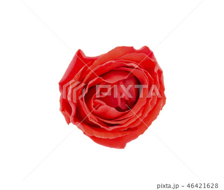 red rose isolated on white background red rose isolated on white background 46421628