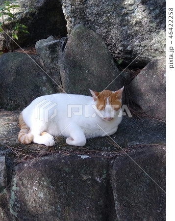 cat 46422258