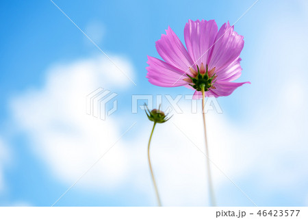 Pink Flowers Cosmos in the meadow,  46423577