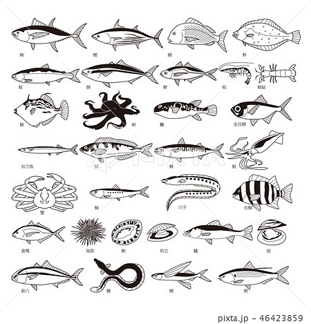 海の魚のセット 46423859