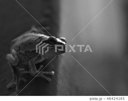 見つめるアマガエル　モノクロ 46424165