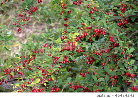 ビックリグミ 46424243