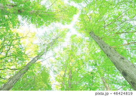 初夏　新緑イメージ 46424819