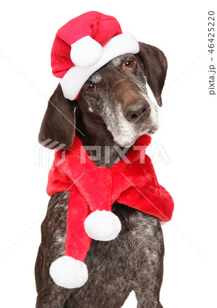 German Shorthaired Pointer in Santa red hat 46425220