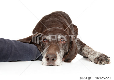Sad German Shorthaired Pointer laying down 46425221