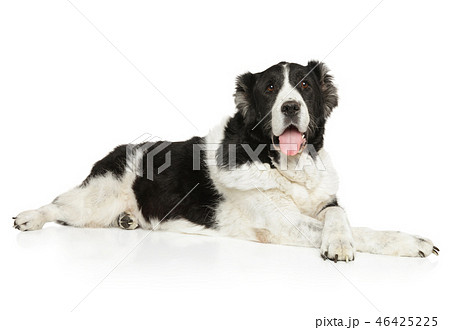 Beautiful adult Alabai dog resting Beautiful adult Alabai dog resting 46425225