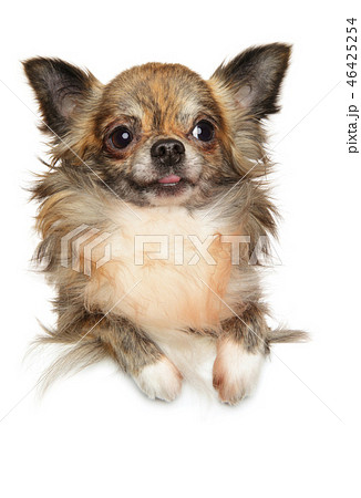 Cute longhaired chihuahua dog posing above banner, 46425254
