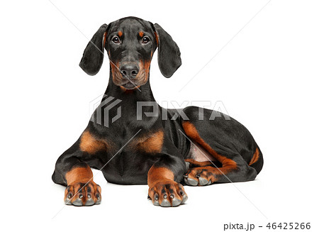Portrait of a young Doberman puppy on white 46425266