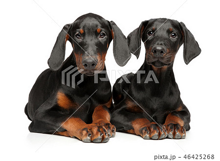 Two young Doberman lie on a white background 46425268
