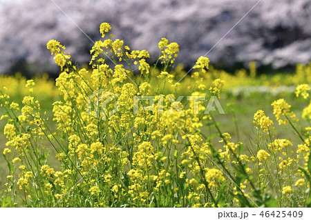 元荒川畔の菜の花と桜並木 46425409