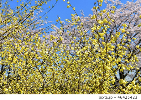 トサミズキの花と桜 トサミズキの花と桜 46425423