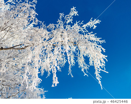 Branch of the tree covered with hoarfrost 46425446