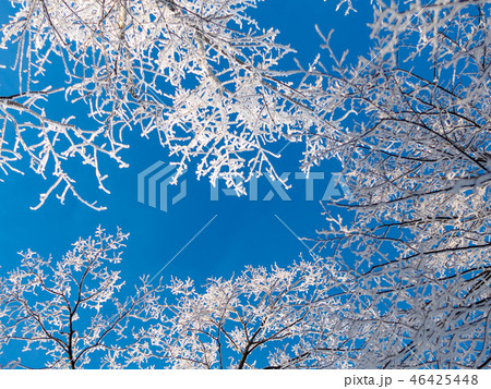Frosty trees in the park covered with hoarfrost 46425448