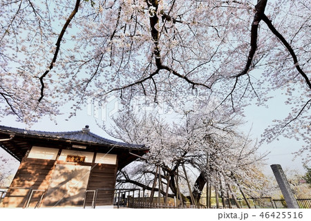 石戸の蒲桜 石戸の蒲桜 46425516