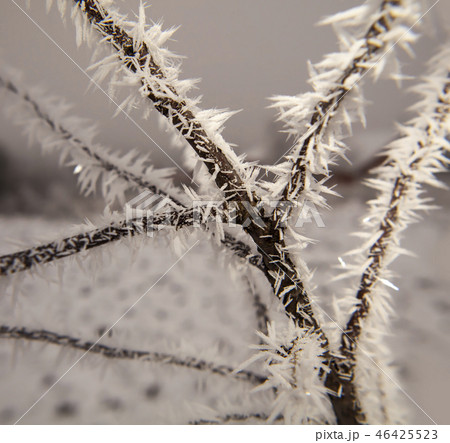 Hoarfrost on tree branches 46425523