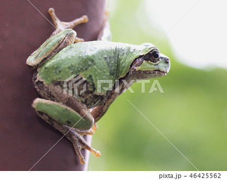 見つめる蛙 46425562