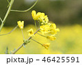 菜の花の寄り 46425591