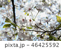 桜の花 1 46425592