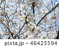 桜の花 3 46425594