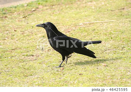 カラス横姿 46425595