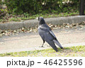 カラス後ろ姿 46425596