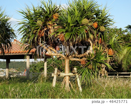 タコの木 46425771