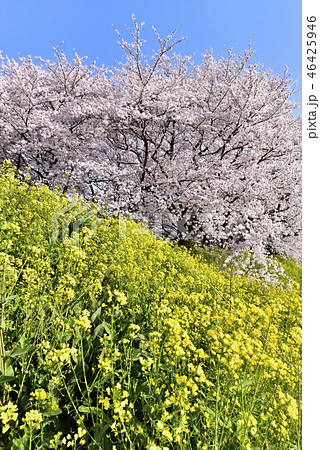 吉見町桜堤公園の桜並木と菜の花 46425946