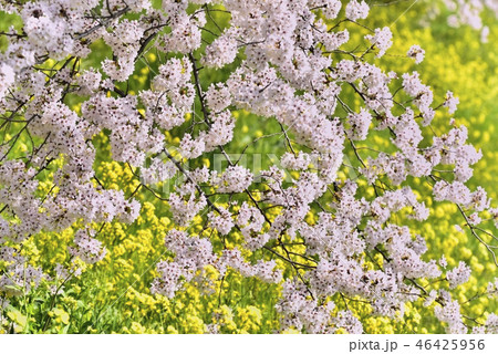 吉見町桜堤公園の桜並木と菜の花 46425956
