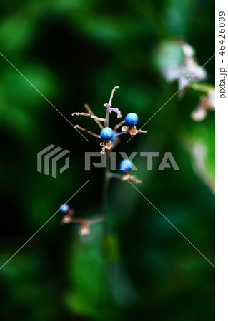 ヤブミョウガの青い実 ヤブミョウガの青い実 46426009