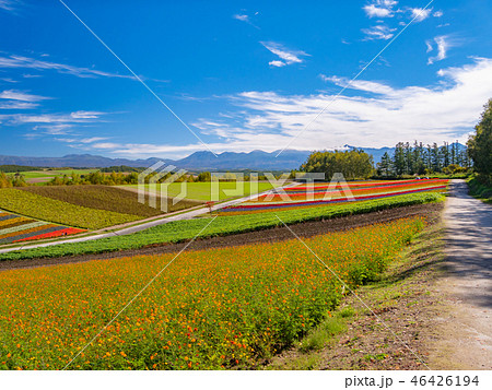 北海道・美瑛・四季彩の丘に広がる満開の花畑と十勝岳の景 北海道・美瑛・四季彩の丘に広がる満開の花畑と十勝岳の景 46426194