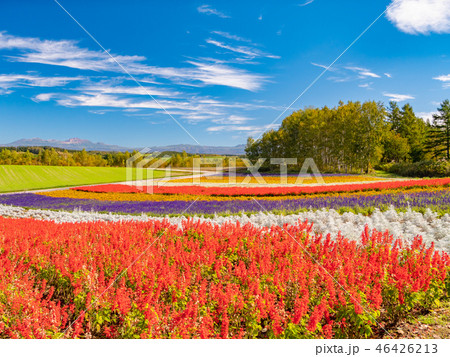 北海道 美瑛町 四季彩の丘 展望花畑 北海道 美瑛町 四季彩の丘 展望花畑 46426213