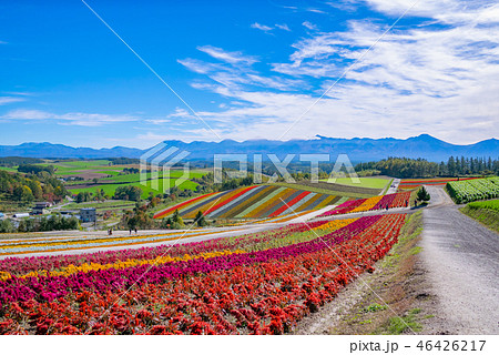 北海道 美瑛町 四季彩の丘 展望花畑 北海道 美瑛町 四季彩の丘 展望花畑 46426217