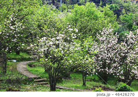 花 フラワー お花 46426270