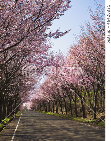 山桜の並木道(縦) 山桜の並木道(縦) 46426321