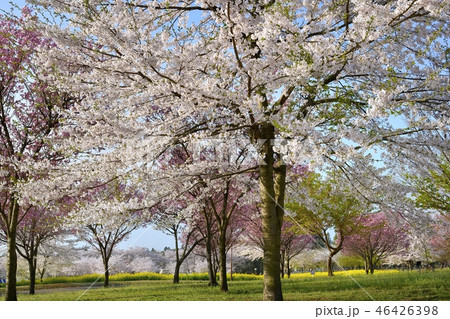 みやぎ千本桜の森の菜の花畑と赤城南面千本桜 46426398