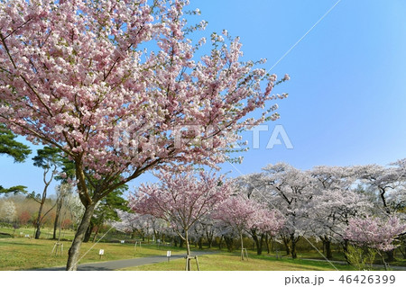 みやぎ千本桜の森の菜の花畑と赤城南面千本桜 みやぎ千本桜の森の菜の花畑と赤城南面千本桜 46426399